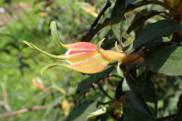 Imagem de Cistus laurifolius L.