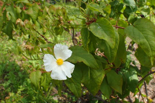 Image of Cistus populifolius L.