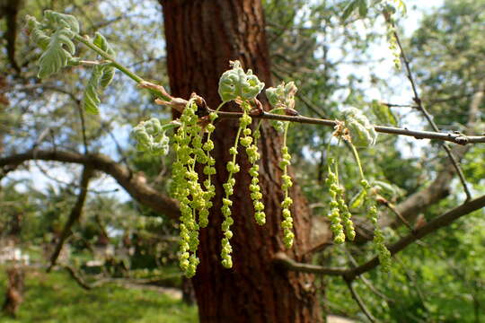 Image of Iberian white oak