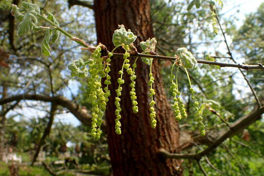 Image of Iberian white oak