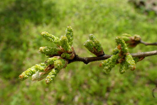 Image of Iberian white oak