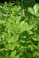 Image of Honeydew Oak