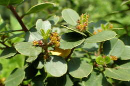 Image of Italian buckthorn