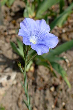 Image of Blue flax