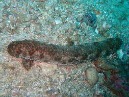 Image of Holothuria (Stauropora) fuscocinerea Jaeger 1833