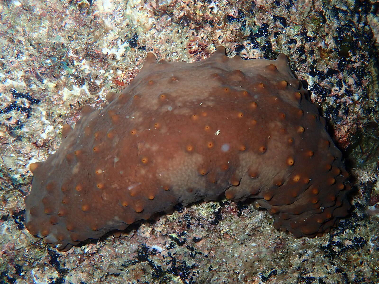 Image of Brown Sea Cucumber