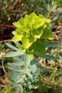 Image of Euphorbia nicaeensis All.