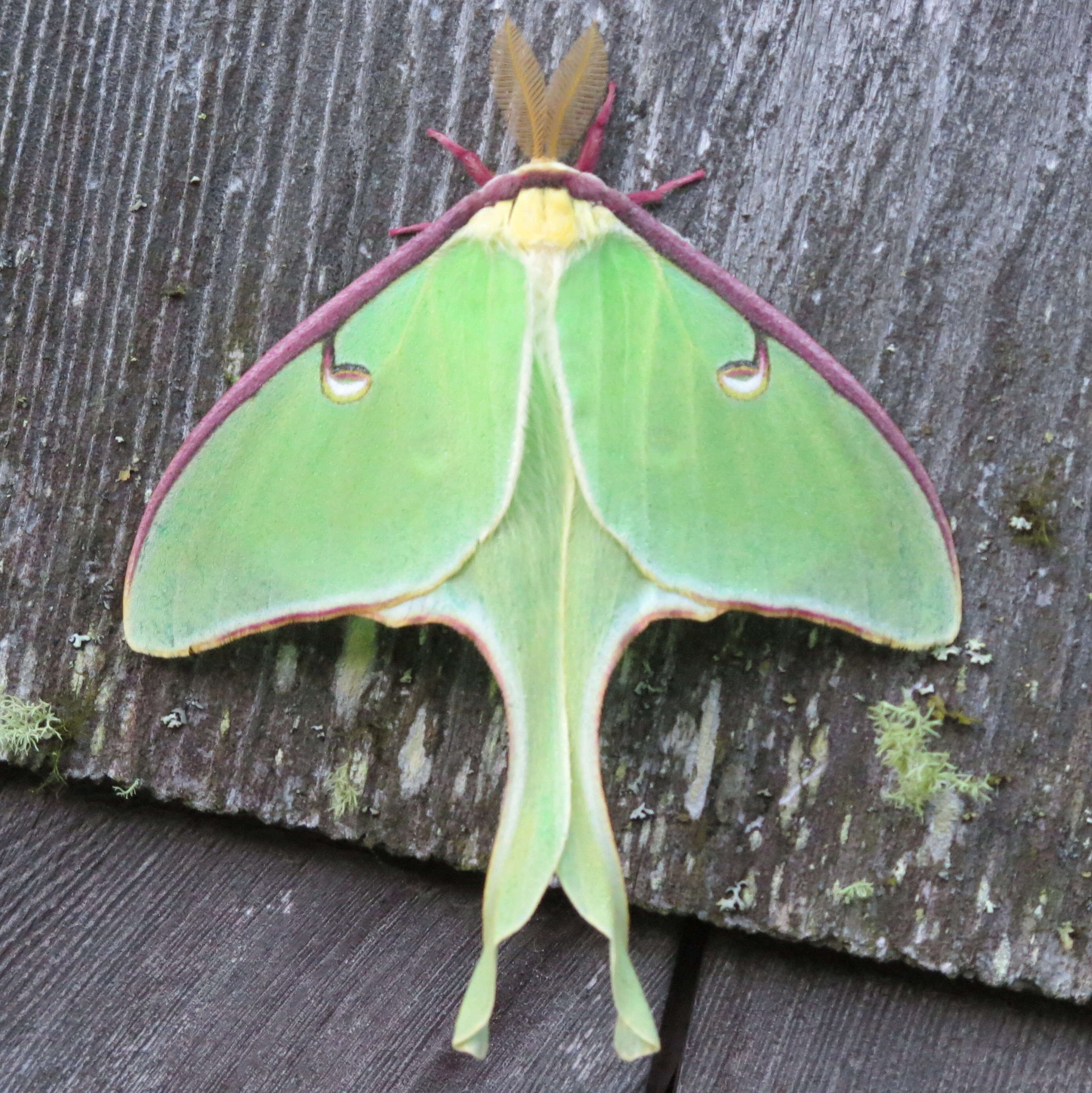 Image of Luna Moth