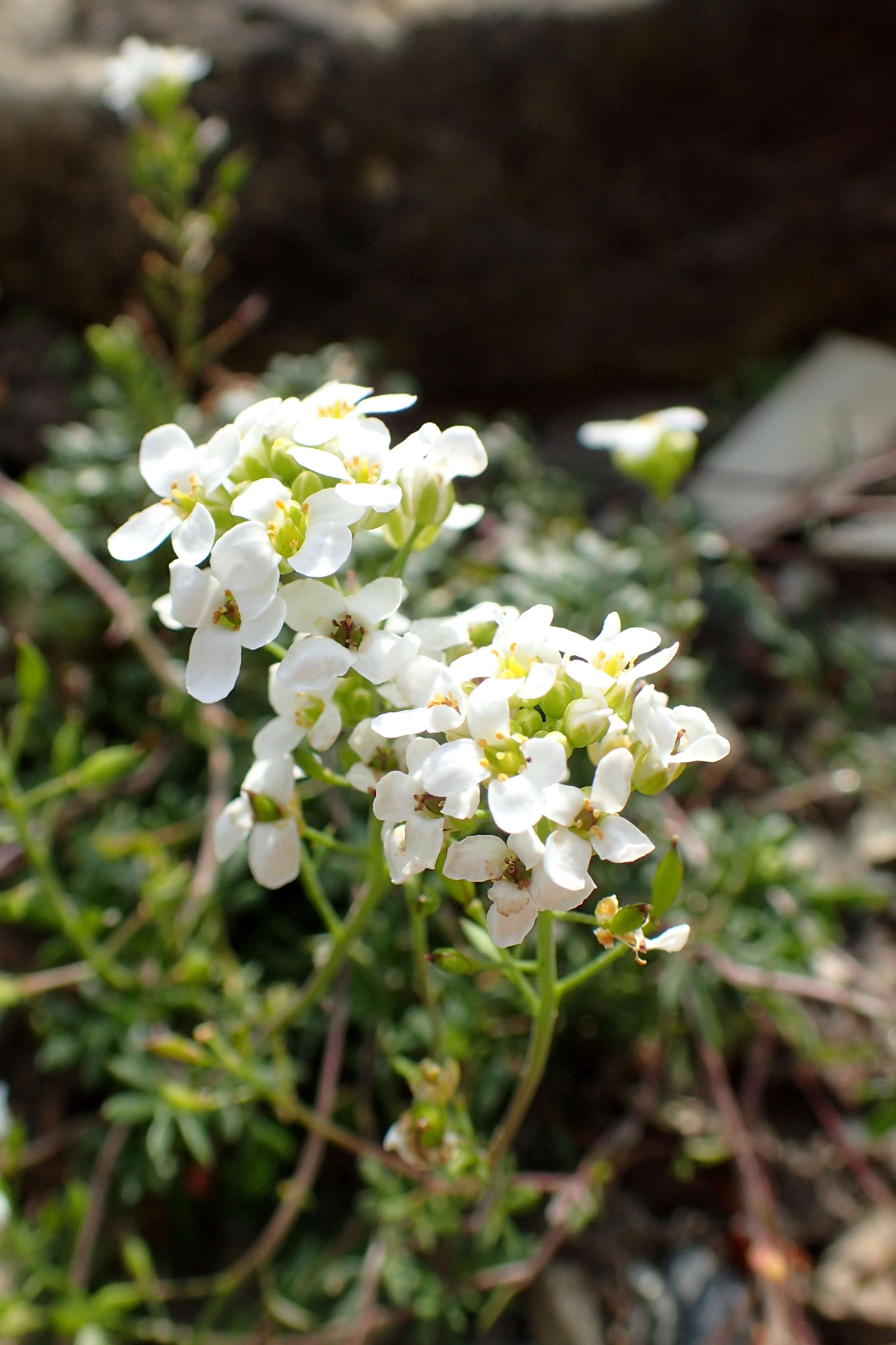 Image of alpine hutchinsia