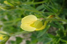 Image of dragon's teeth