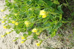 Image of dragon's teeth