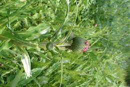 Слика од Cirsium helenioides (L.) Hill