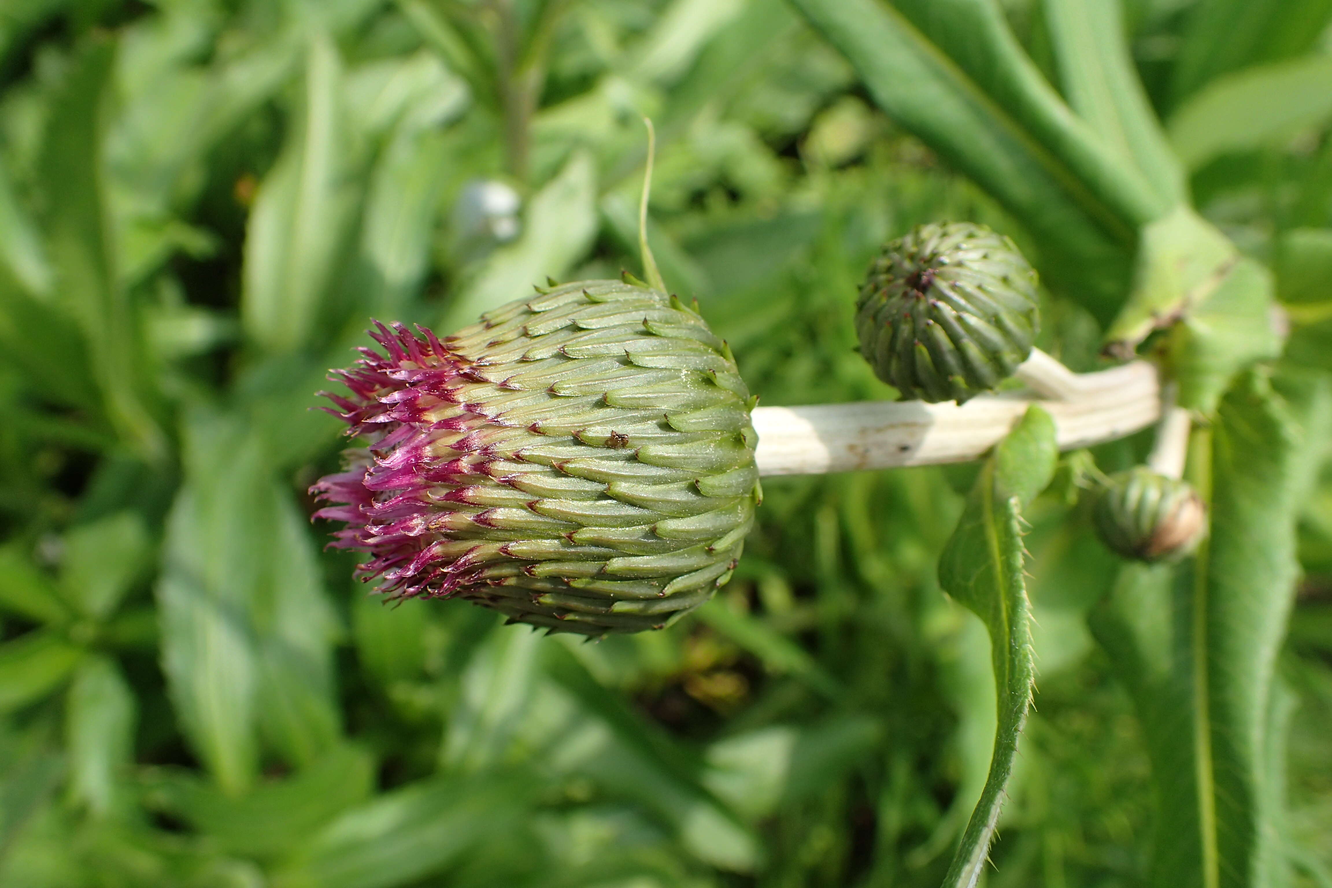 Слика од Cirsium helenioides (L.) Hill