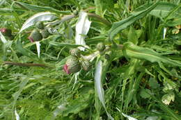 Слика од Cirsium helenioides (L.) Hill