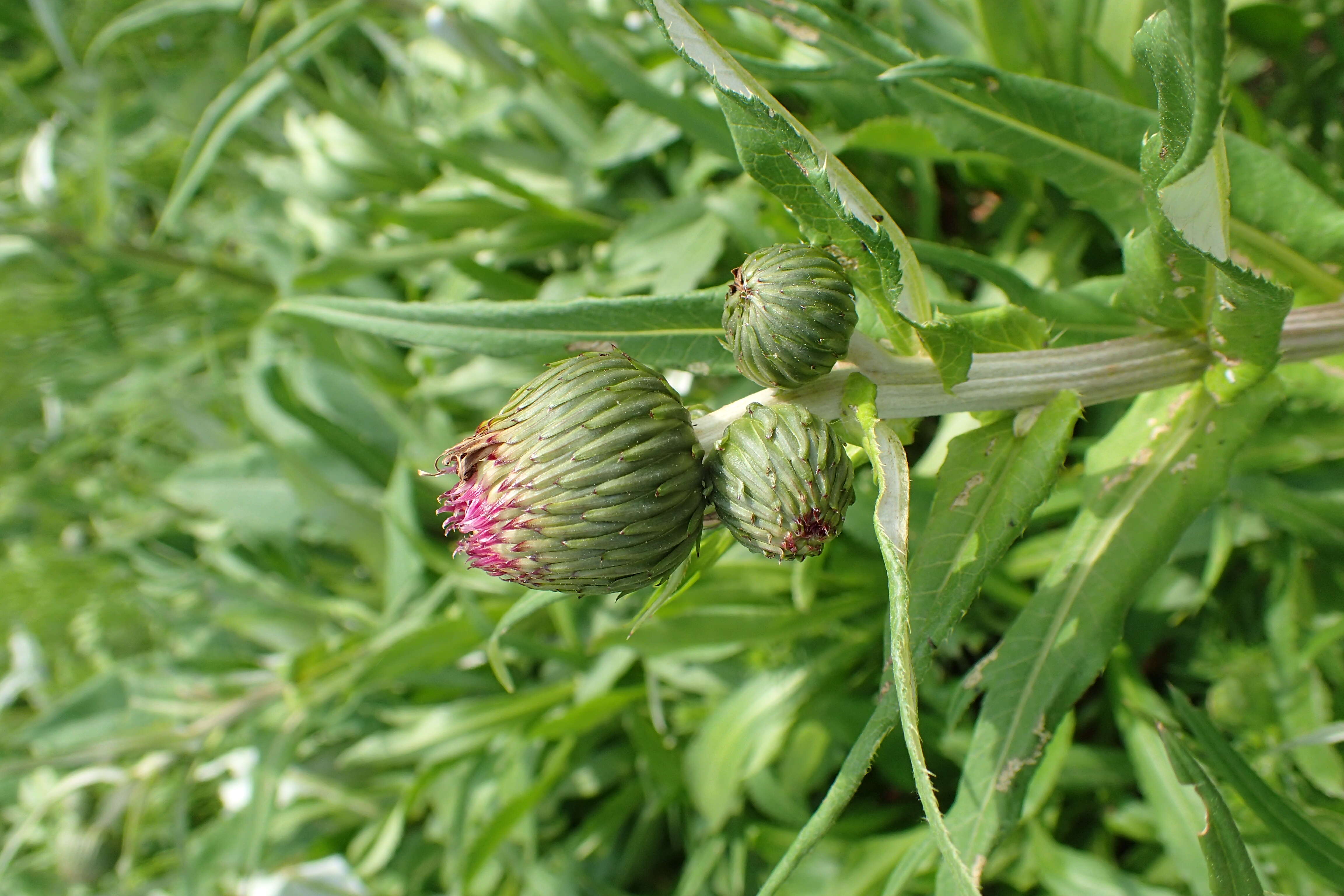 Слика од Cirsium helenioides (L.) Hill