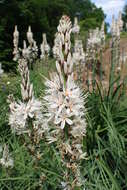 Image of White asphodel