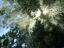 Image de "Arbre à perruque, Sumac Fustet"