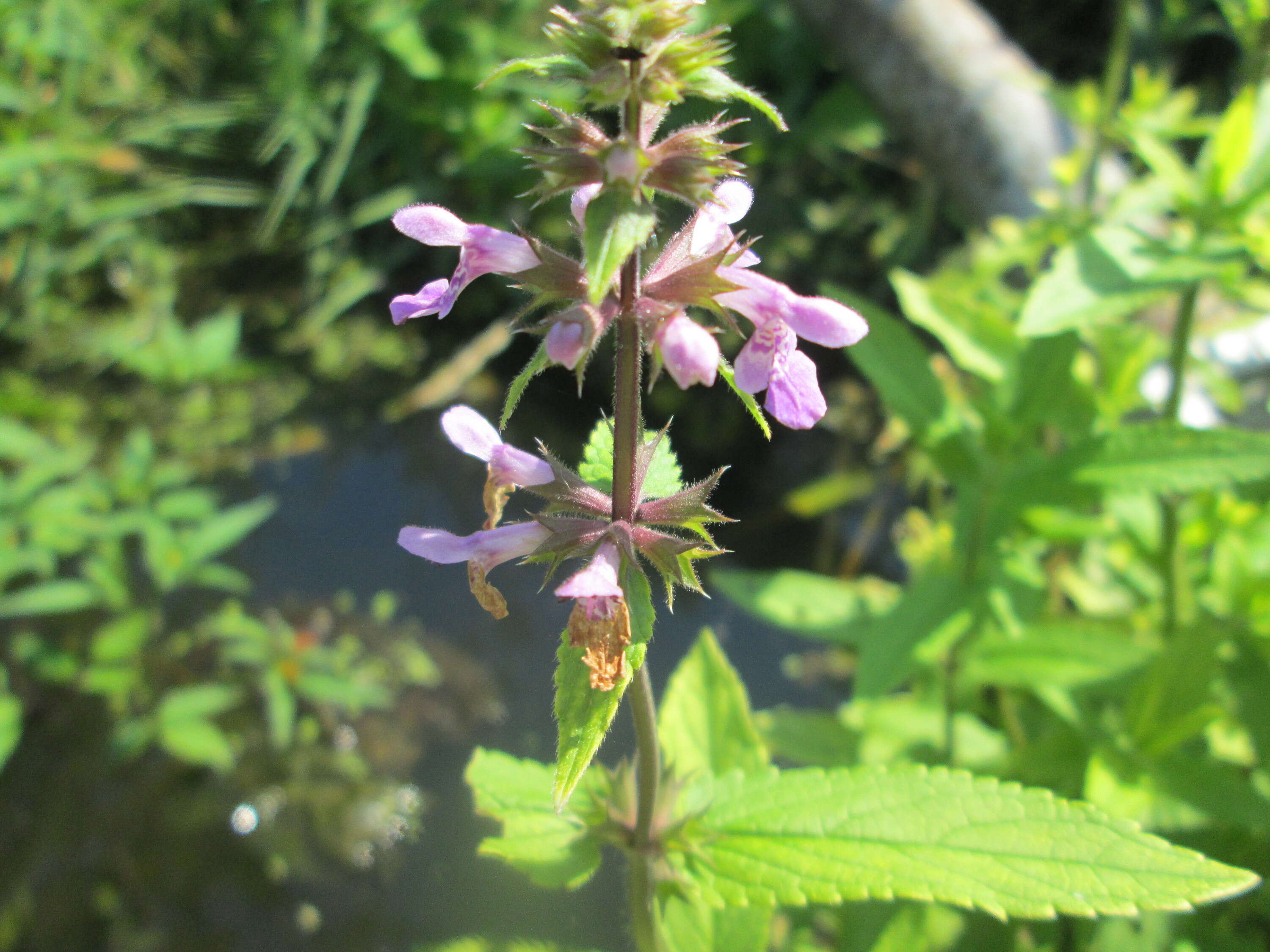 Image of Hedge-nettle