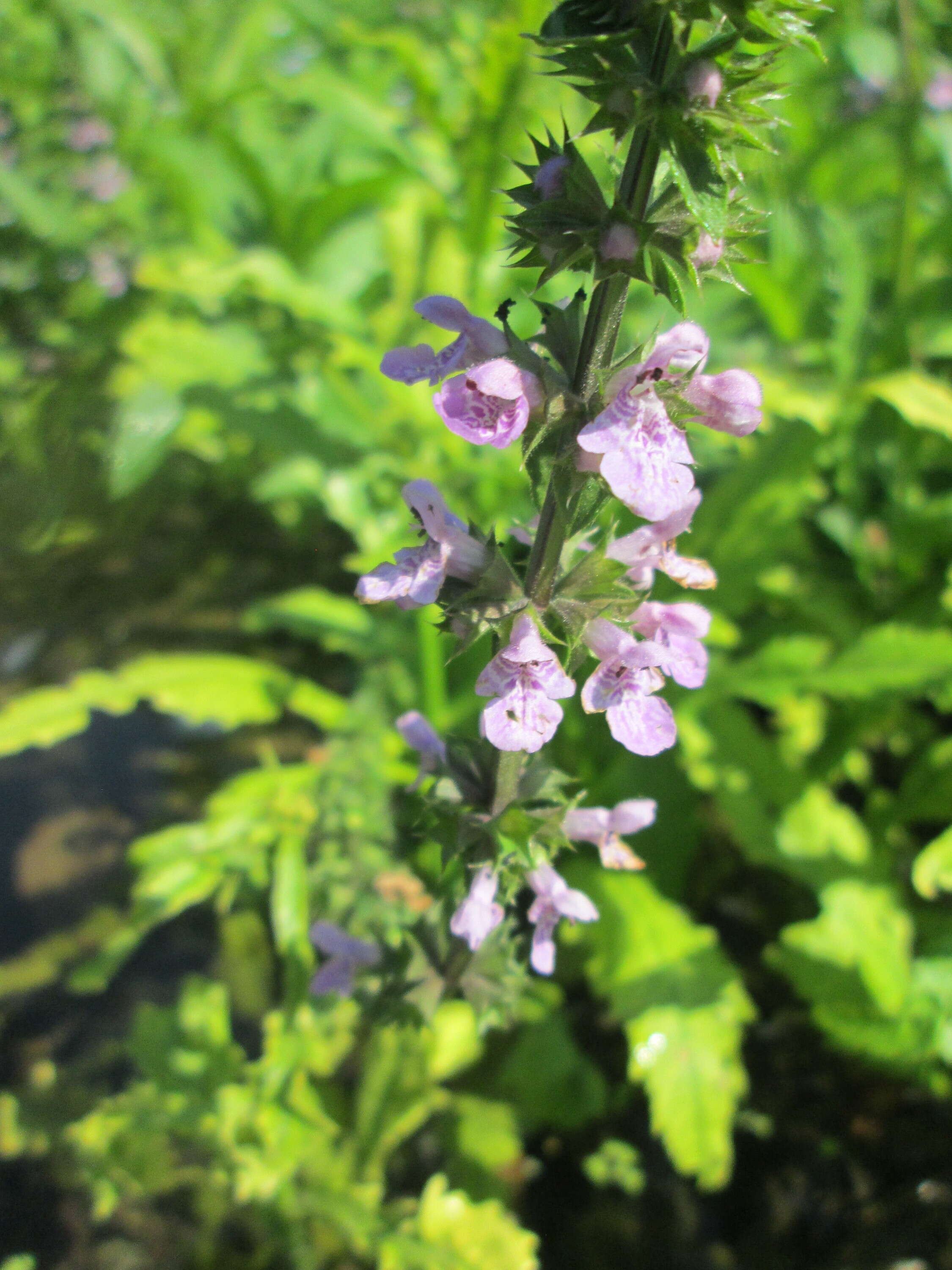 Слика од Stachys palustris L.