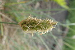 Image of Silver Moor Grass