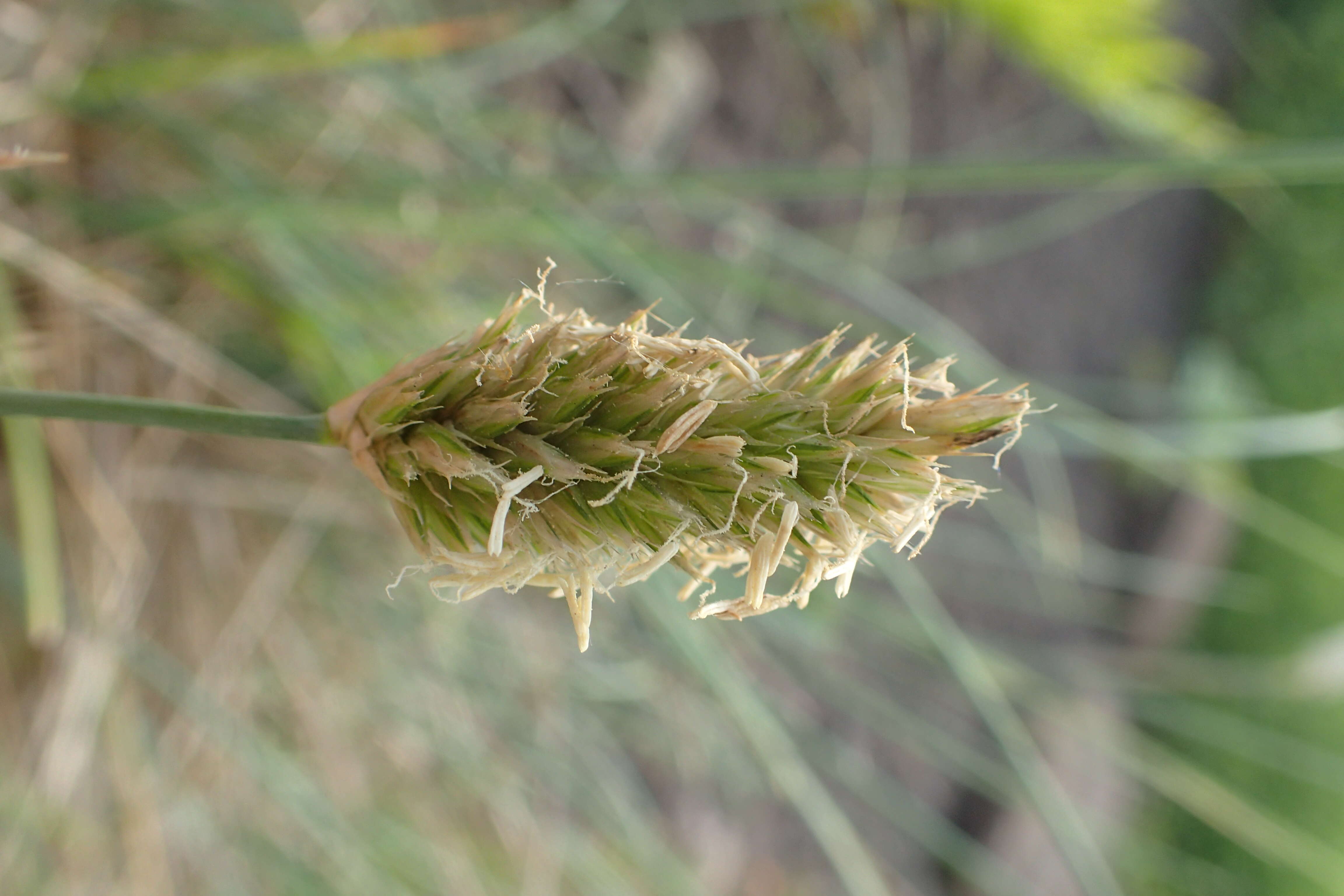 Image of Silver Moor Grass