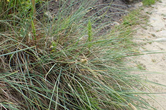 Image of Sesleria argentea (Savi) Savi