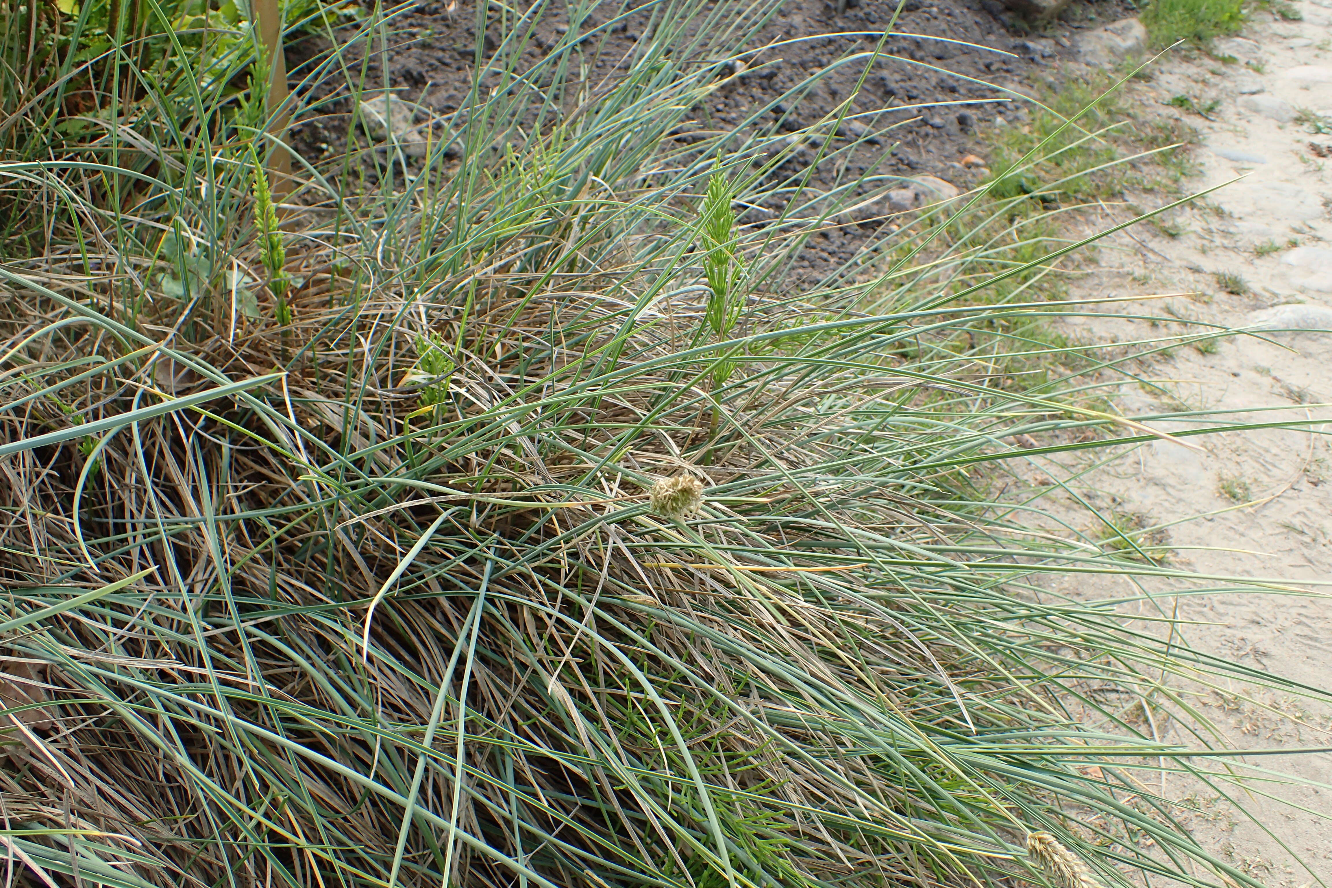 Image of Silver Moor Grass