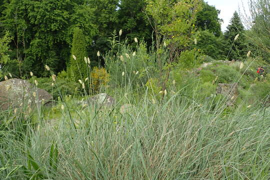 Image of Sesleria argentea (Savi) Savi