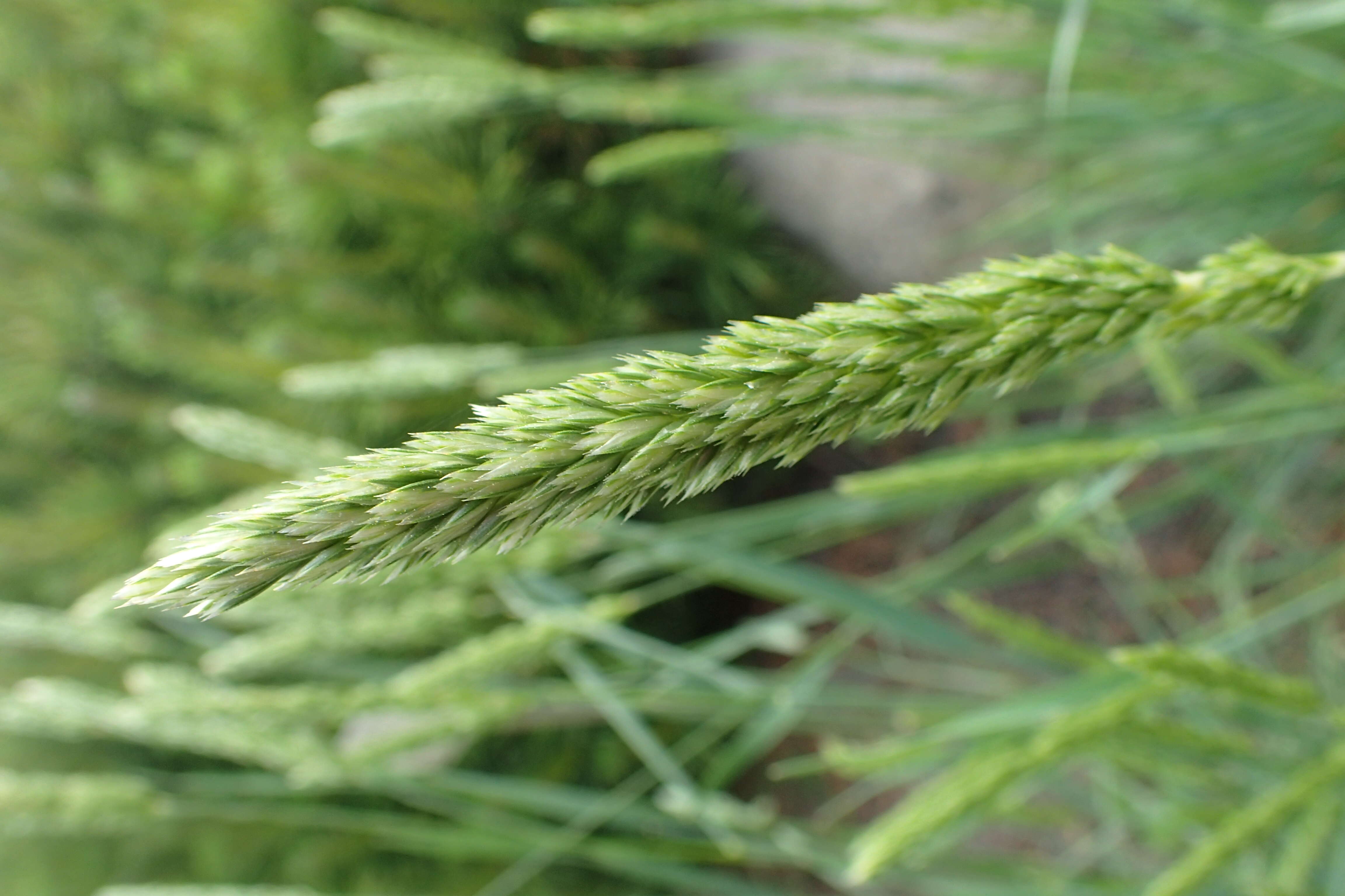 Image of Somerset hair grass