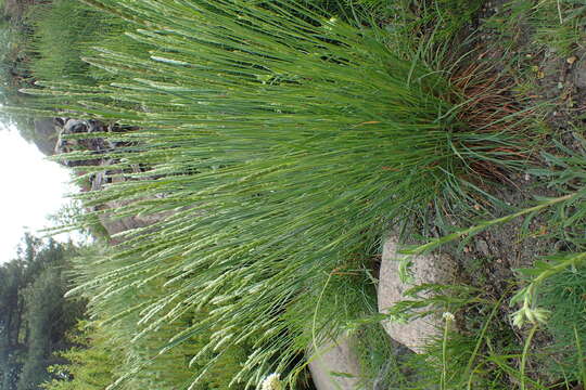 Image of Somerset hair grass