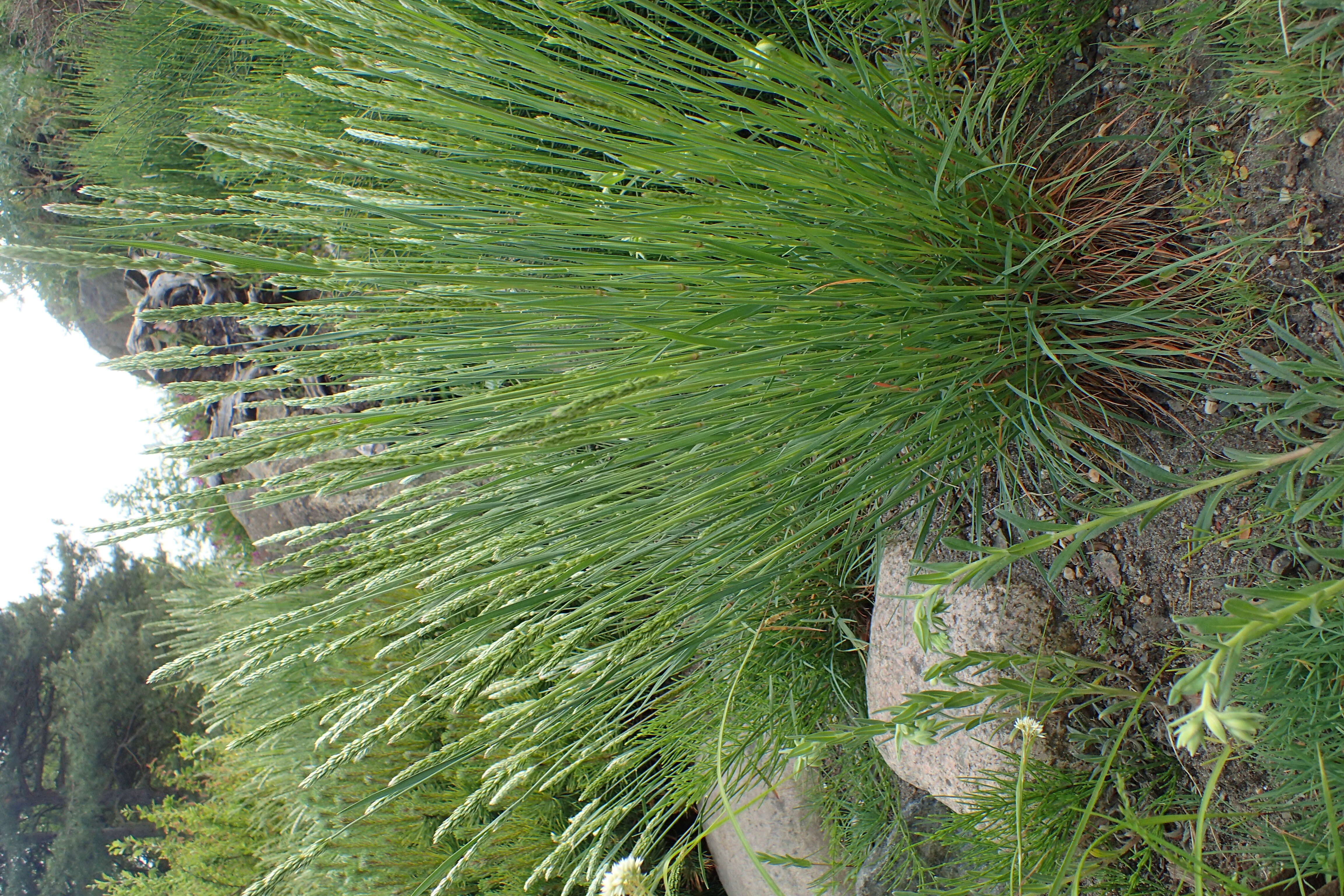 Image of Somerset hair grass