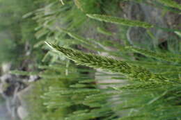 Image of Somerset hair grass