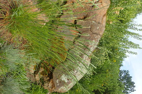 Image of Somerset hair grass