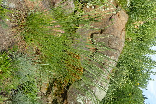 Image of Somerset hair grass