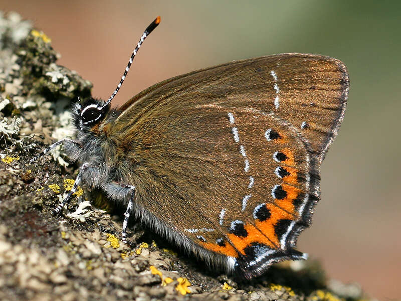 Image of Satyrium pruni