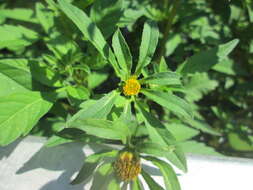 صورة Bidens frondosa L.