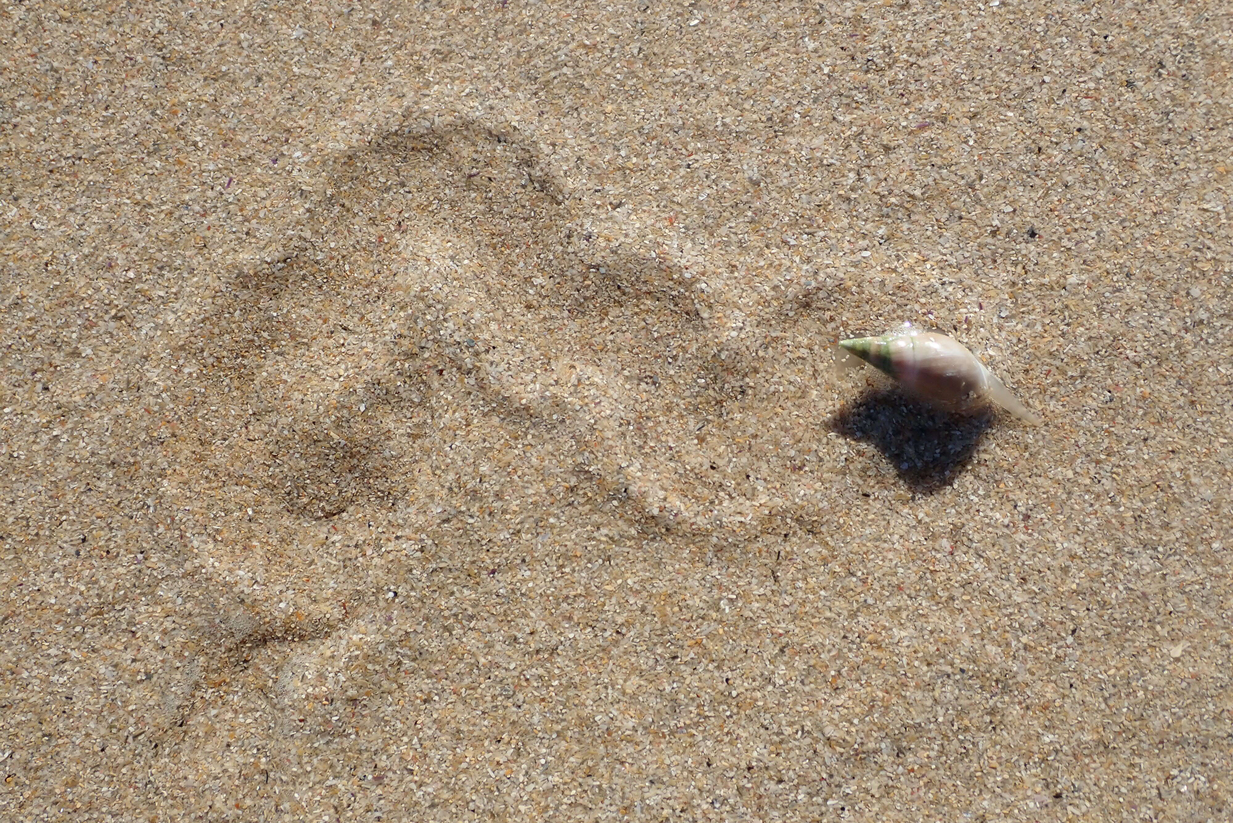 Image of finger plough shell