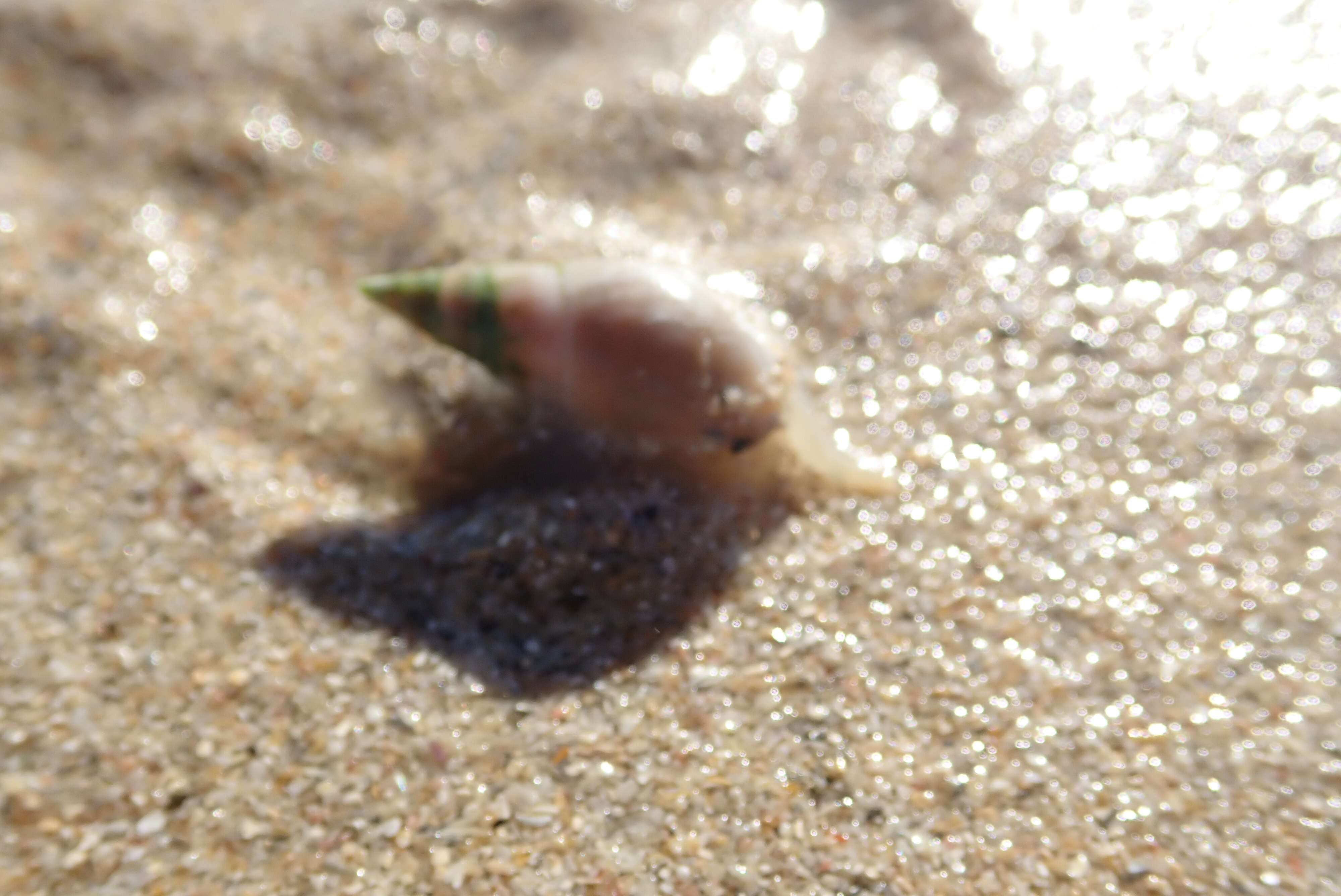 Image of finger plough shell