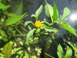 صورة Bidens frondosa L.