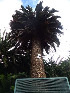 Image of Wood's Cycad