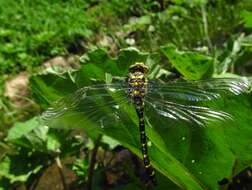 Image of Sombre Goldenring