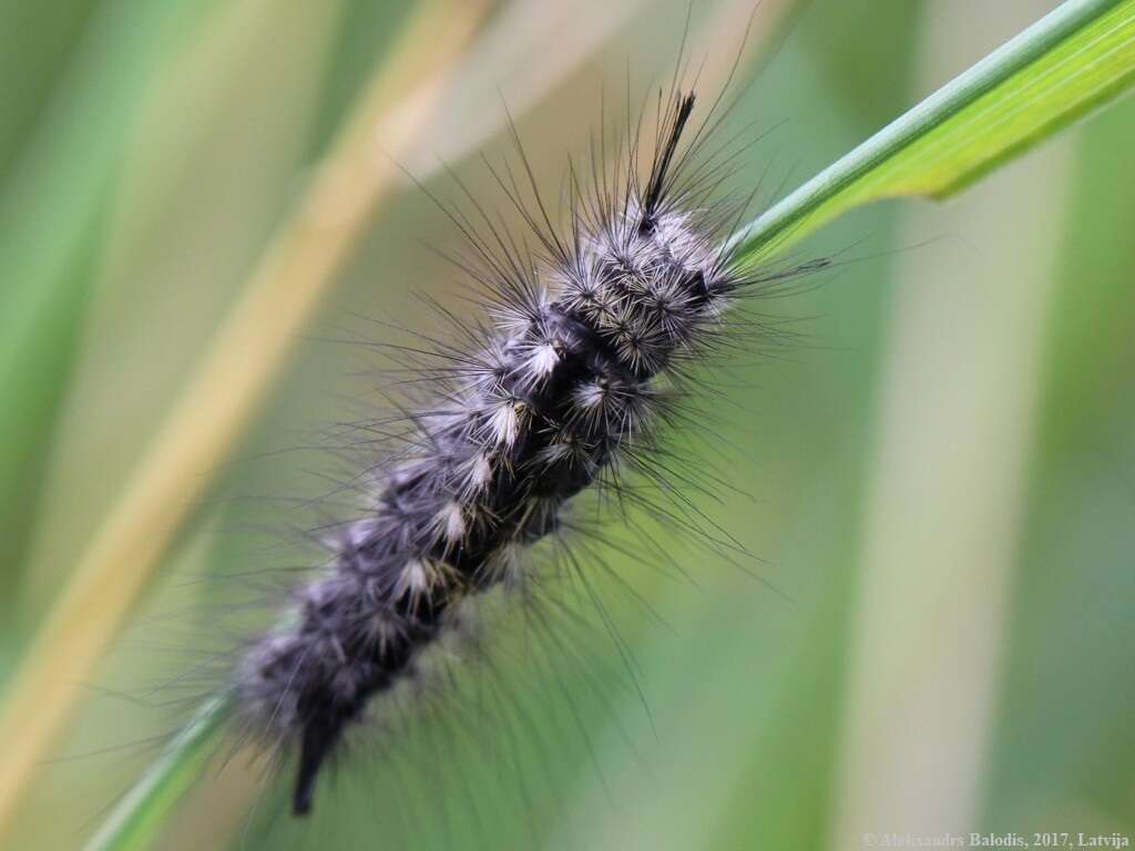 Image of Larch Tussock Moth