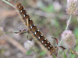 Image of Small Lappet Moth