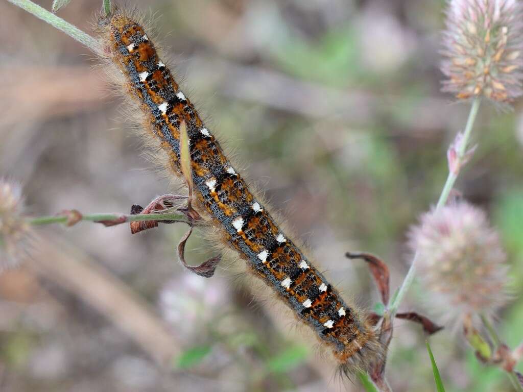 Image of Small Lappet Moth