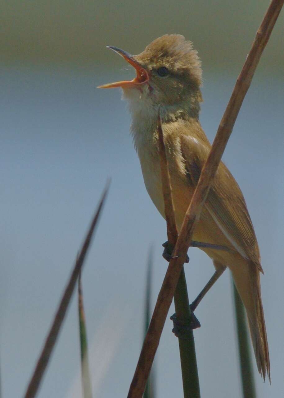 Image of Australian Reed Warbler