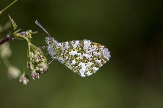 Image of orange tip