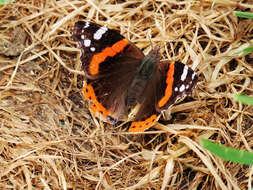 Image of Red Admiral