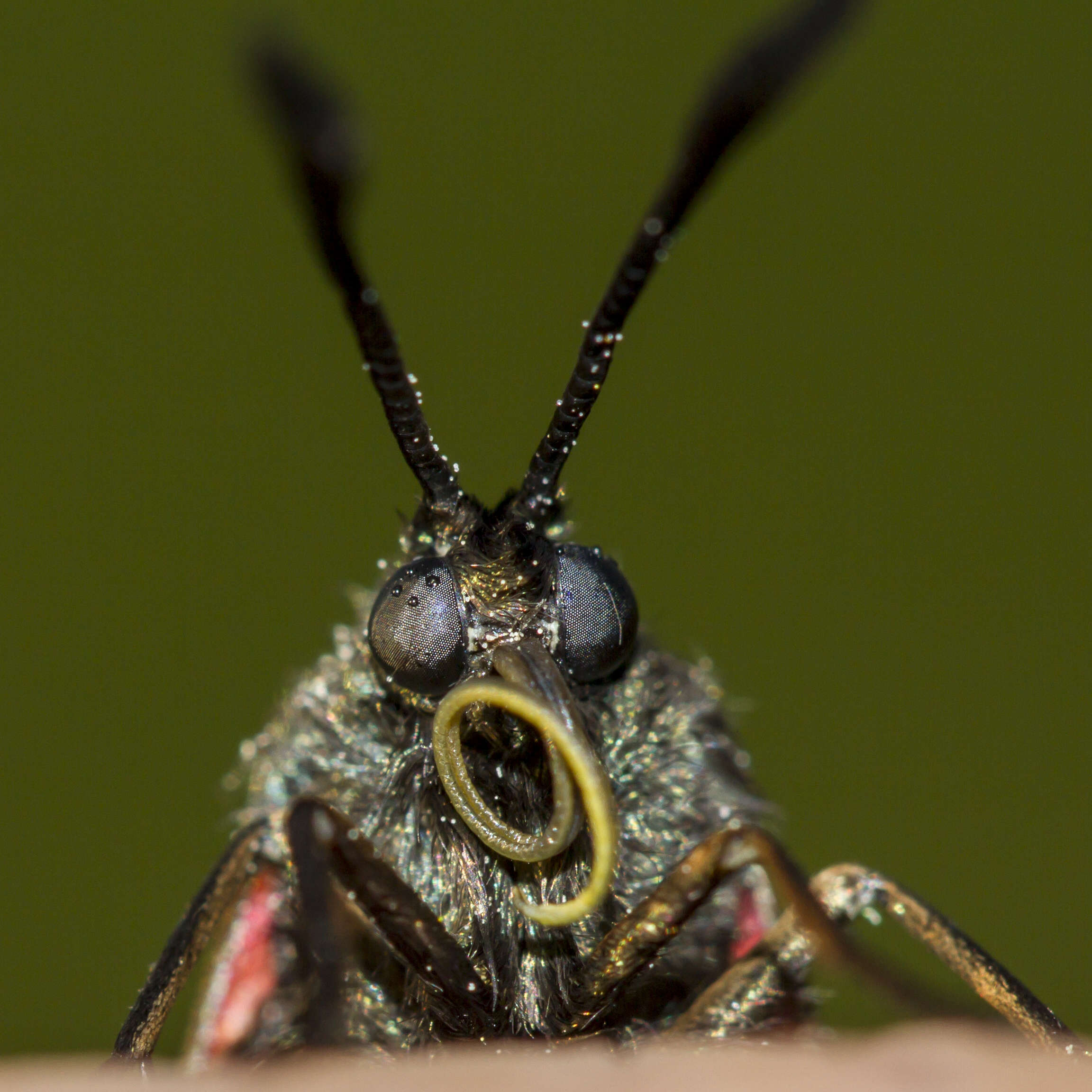 Image of six-spot burnet