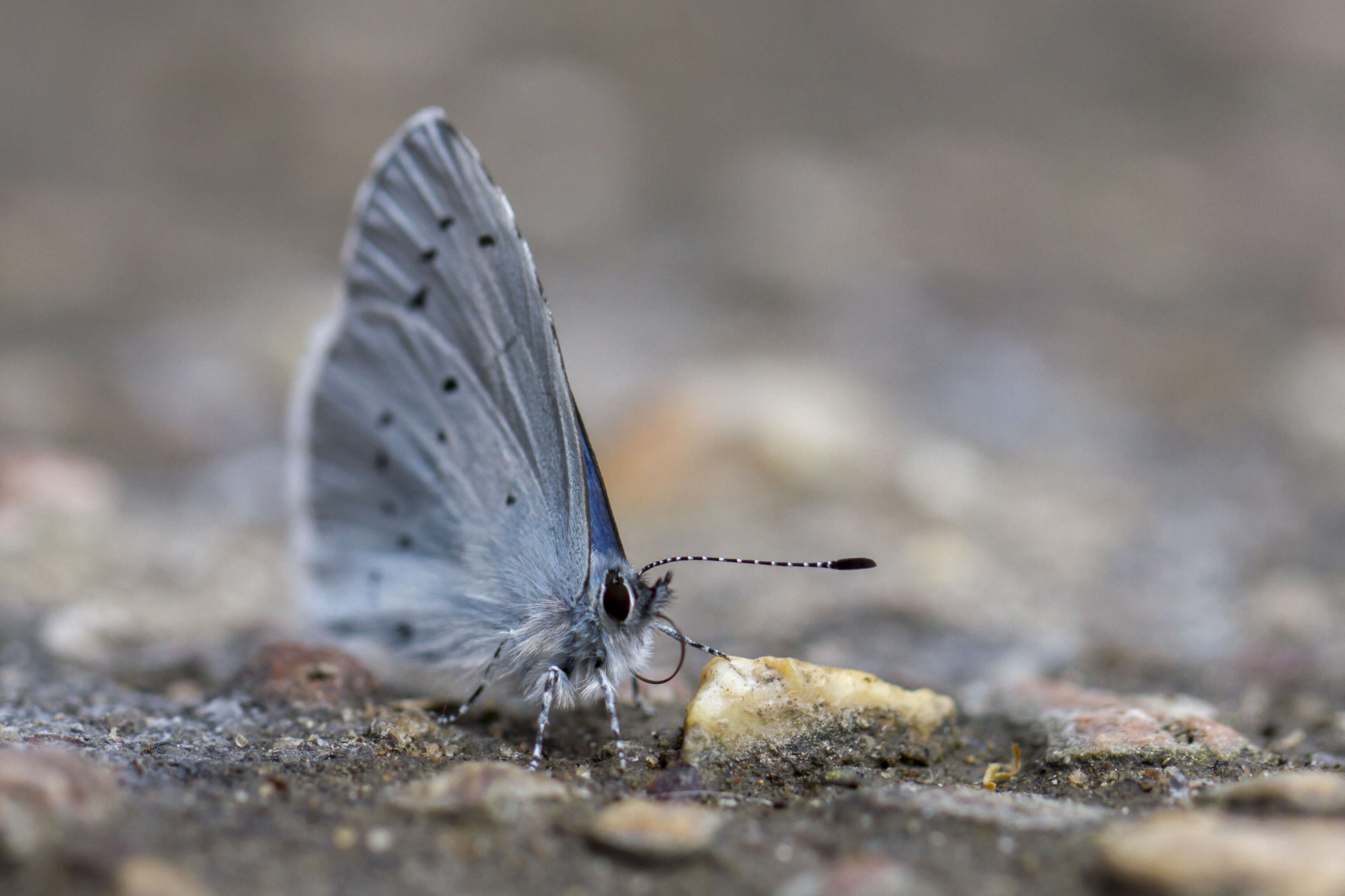 Image of holly blue