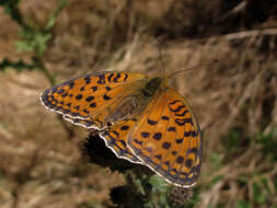 Image of Speyeria aglaja